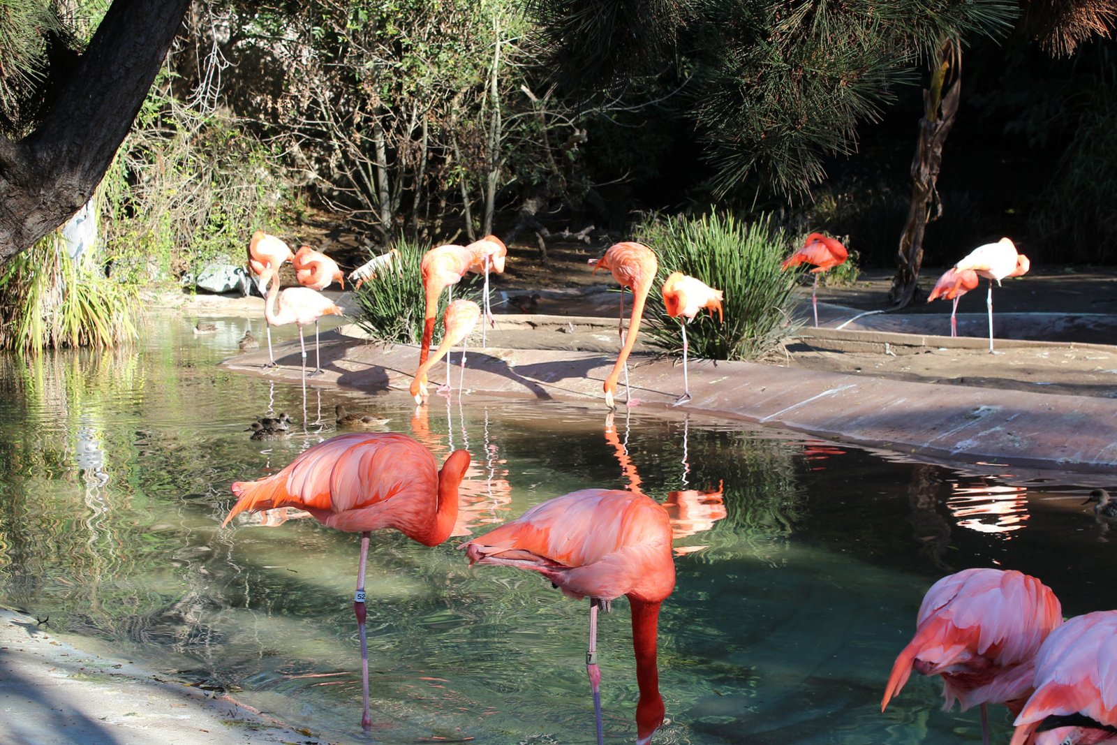 San Diego Zoo Part II 088